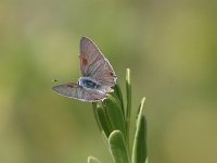 Mallow Scrub-Hairstreak